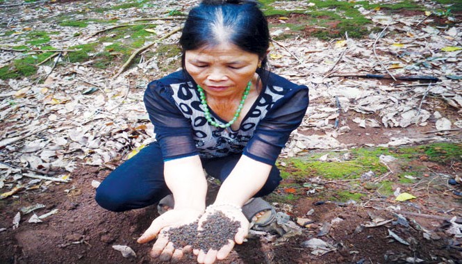 Phân bón giả - Tai họa của nhà nông Phân bón giả - Tai họa của nhà nông