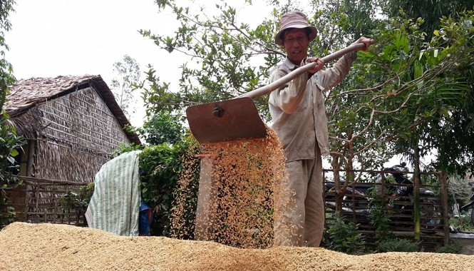 Cánh đồng mẫu lớn vẫn tắc đầu ra Nông dân trồng lúa chủ yếu dựa vào thương lái để tiêu thụ sản phẩm.
