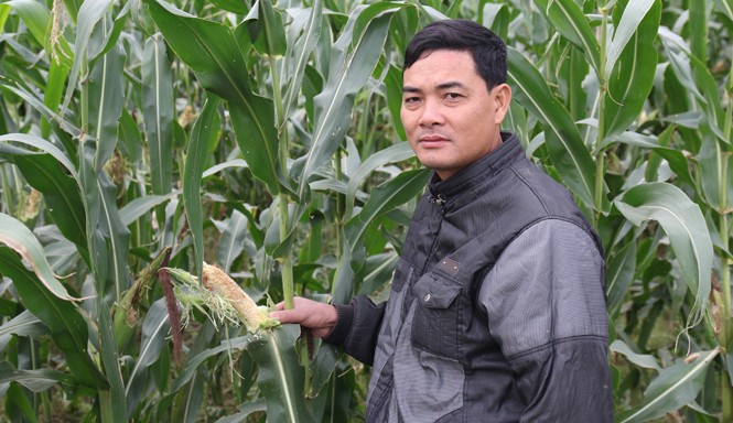 Chuyện lạ ở Nghệ An: Thuốc chuột... tăng lực cho chuột Đồng ngô của người dân Diễn Châu, Nghệ An bị chuột phá hoại, dù đã được rải thuốc chuột.