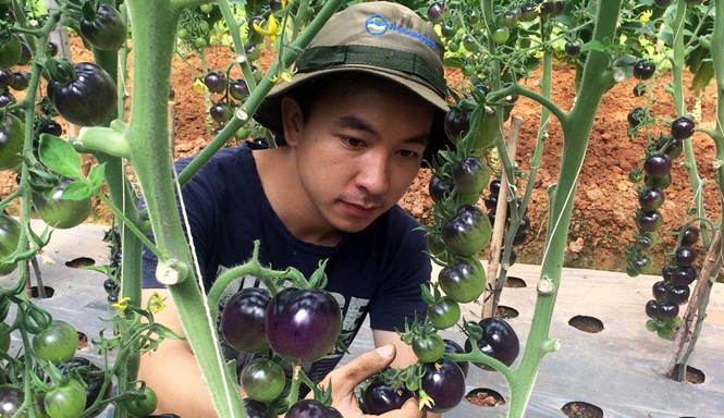 Vườn cà chua đen trĩu quả của chàng trai 9X Anh Đăng trong vườn cà chua đen của mình.