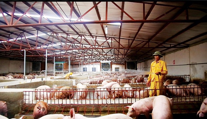 10 văn bản pháp luật tốt nhất, tồi nhất Quy định nước thải từ trang trại công nghiệp phải đạt loại A khó có doanh nghiệp nào đáp ứng được. Ảnh: P.V.