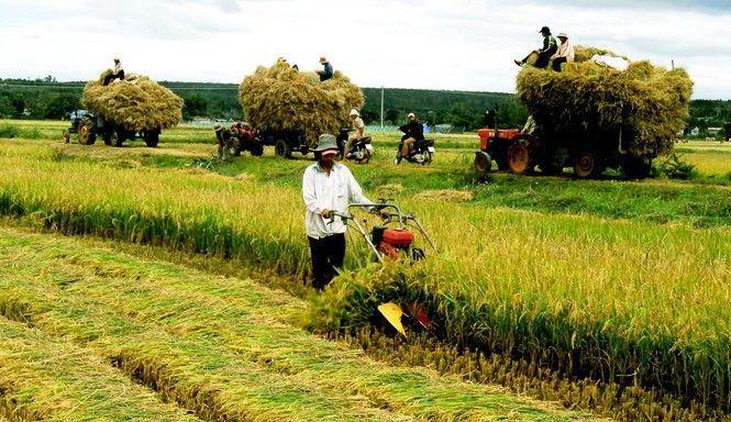 Nông nghiệp Việt chủ động trong sân chơi hội nhập Nông sản Việt cần nâng cao sức cạnh tranh trong hội nhập.