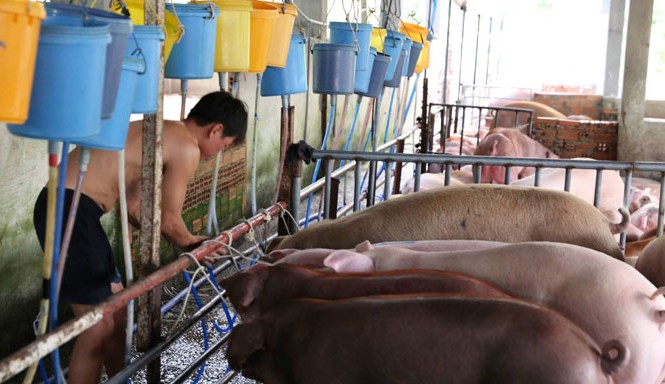Hàng trăm con lợn bị tiêm thuốc an thần Công nhân trại lợn của ông Thái đang bơm nước vào miệng lợn. Ảnh: Ngô Bình.
