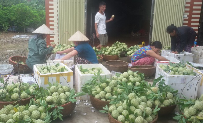 Lãi lớn nhờ 'bắt' na ra quả Thu hoạch na ở Lục Nam.