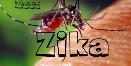 Hà Nội: Giám sát muỗi nhiễm Zika Hà Nội: Giám sát muỗi nhiễm Zika