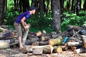 Doanh nghiệp Trung Quốc ồ ạt mua gỗ cao su Doanh nghiệp Trung Quốc ồ ạt mua gỗ cao su