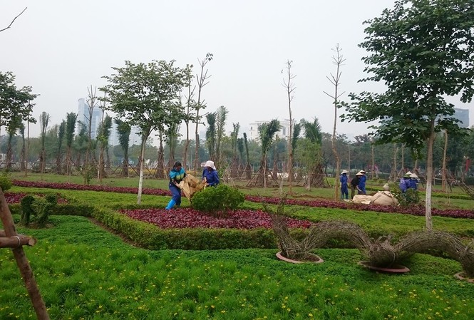 Thẩm định chủng loại, mật độ, số lượng tầng cây xanh trước khi trồng Trồng cây ở Công viên Cầu Giấy