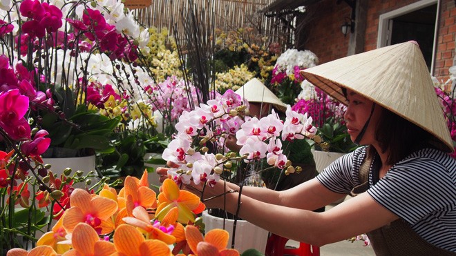 Nơi hút các nhà đầu tư vào nông nghiệp Lan hồ điệp trồng trong nhà kính ở Đà Lạt.