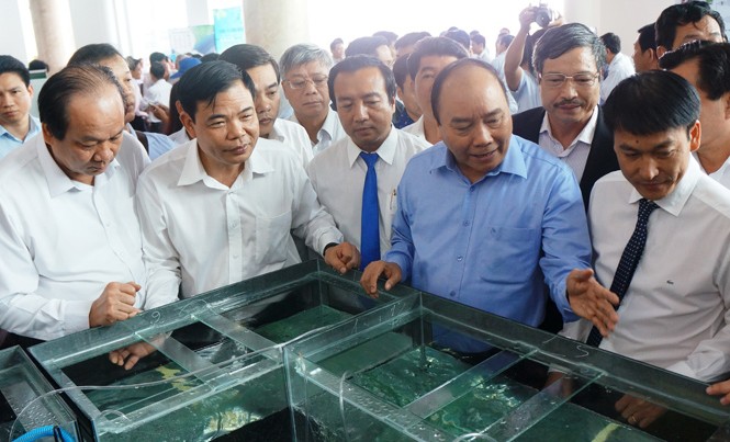 Thủ tướng: Tuyên chiến với gian thương phá hoại thương hiệu tôm Thủ tướng Nguyễn Xuân Phúc tham quan tôm giống của Cty TNHH đầu tư thủy sản Nam Miền Trung trưng bày.