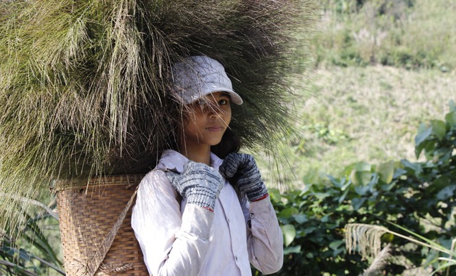 'Lộc trời' ở Trường Sơn Em Hồ Thị Thắm (bản La Lay, xã A Ngo, Đakrông) tranh thủ ngày nghỉ học vào rừng hái đót giúp ba mẹ. Ảnh: H.T.