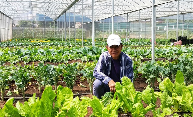 Trang trại rau organic triệu đô ở Đà Lạt Ông Low Kok Chiang trong trang trại rau.