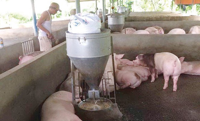 Chăn nuôi: Chi phí cao, chất lượng thấp Chăn nuôi heo nói riêng và ngành chăn nuôi nói chung đang cần tháo gỡ nhiều khó khăn.