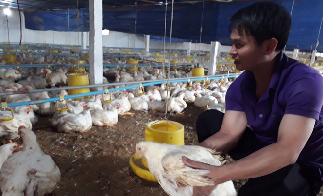 “Start-up” trong thanh niên nông thôn Trang trại gà trắng của anh Nguyễn Văn Minh cho thu nhập gần 1 tỷ đồng/năm.