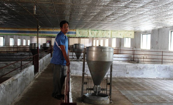 Thịt lợn qua 'nhiều cầu': Trung gian lãi đậm, nông dân khóc ròng Ông Trần Bình Mạnh (Thống Nhất, Đồng Nai) đang phải “treo chuồng” vì cạn vốn.