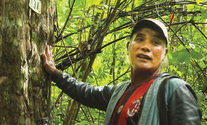 “Người rừng” giữ thông đỏ Trở về sau cuộc chiến chống Fulro, ông K’Ten luôn đau đáu với rừng già.