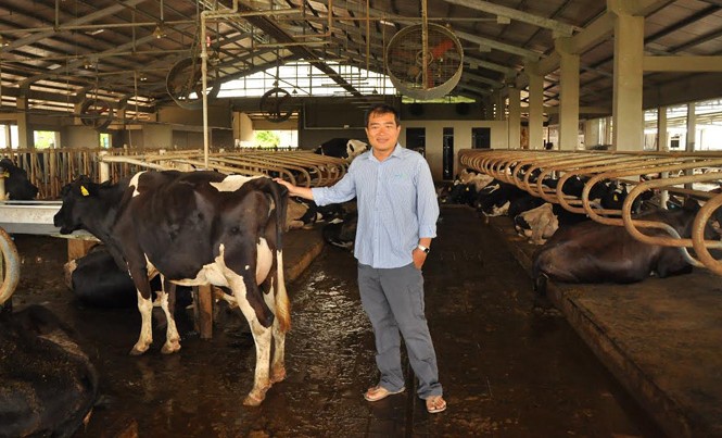 Tỷ phú bò sữa và giấc mơ thoát khỏi “ao làng” Anh Diệp Kỉnh Tân đứng cạnh đàn bò sữa của mình. Ảnh: Hòa Hội.