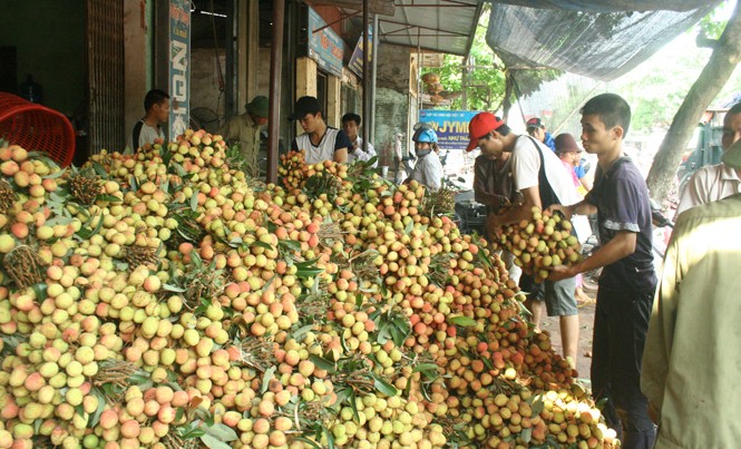 Tìm cách nâng cao giá trị vải thiều Thu mua vải thiều sớm.