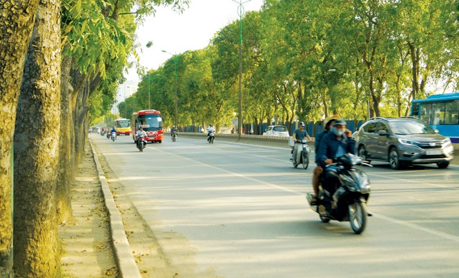 Bất khả kháng mới phải chặt cây xanh Cây xà cừ trên đường Phạm Văn Đồng. Ảnh: Mạnh Thắng.