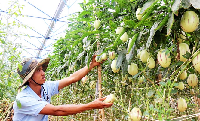 Trồng rau treo thẳng thu tiền tỷ Anh Định trong vườn dưa pepino treo cao.