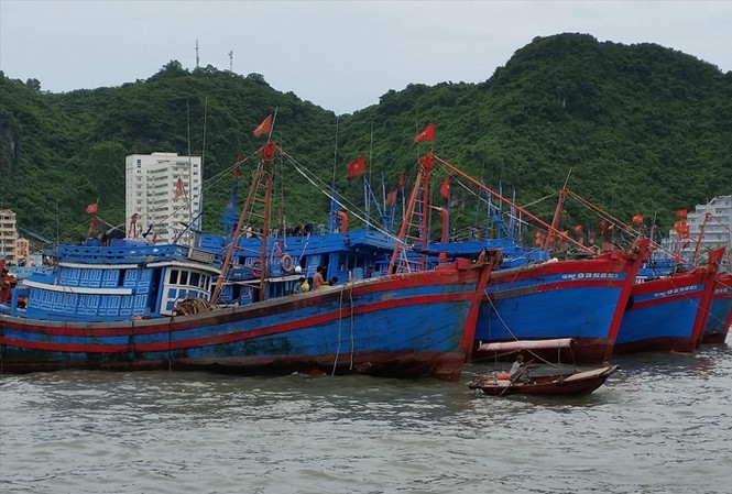 Phó Chủ tịch Vasep: Việt Nam có thể bị EU “giơ thẻ vàng” Để tàu cá ngư dân đánh bắt bất hợp pháp ở nước ngoài, chủ tịch tỉnh phải chịu trách nhiệm trước Thủ tướng. Ảnh: Bình Phương.