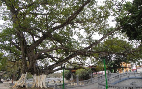 Siết việc phong danh hiệu của các hội Siết việc phong danh hiệu của các hội