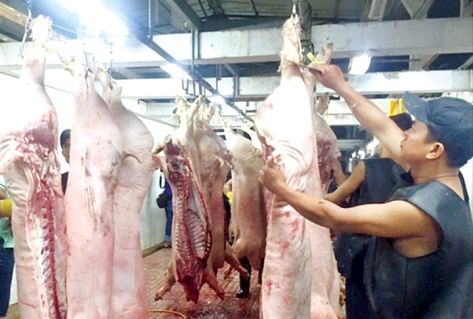 Đeo vòng cho heo tại TPHCM: Bao giờ người dân được ăn thịt sạch? Đeo vòng cho heo tại TPHCM: Bao giờ người dân được ăn thịt sạch?