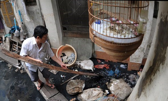 Tắc một đoạn cống, hơn 20 cuộc họp vẫn chưa xong Các hộ dân hàng ngày phải đối mặt với mùi xú uế, với ruồi muỗi và bệnh tật vì cống tắc. Ảnh: Infonet