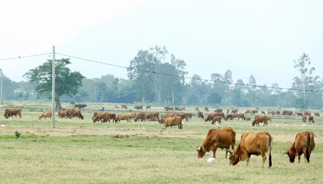 Lộc trời bên bờ Vu Gia “Thảo nguyên” bên bờ Vu Gia được bà con xã Đại Hồng ví von là “bầu sữa” nuôi nấng cả ngàn con bò thịt, bò giống. Ảnh: Thanh Trần