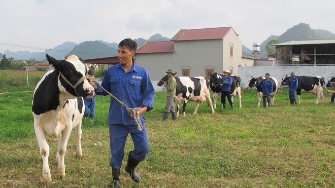 Những “lò” luyện hoa hậu… bò sữa căng mình vào mùa Nhiều hộ tích cực luyện tập cho thí sinh, sẵn sàng cho Hội thi Hoa hậu bò sữa Mộc Châu lần thứ 13, diễn ra ngày 14-15/10 tới.