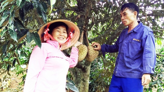 Gã 'khùng' và cây 'vua' Vợ chồng ông Bằng trong vườn sầu riêng.