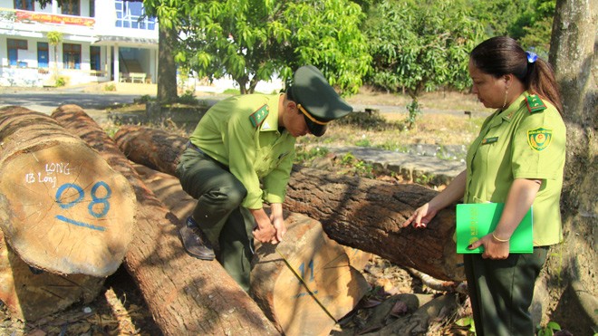 Tin mới vụ bắt gỗ lậu tại thành phố Kon Tum 26 lóng gỗ được phát hiện tại huyện Kon Rẫy