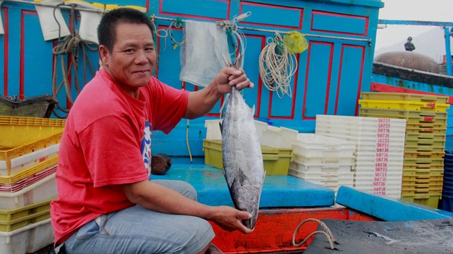 Ngư dân trúng lớn cá ngừ Chuyến biển bao Tết của ngư dân miền Trung trúng đậm cá ngừ, loại từ 2kg trở lên. Ảnh: Thanh Trần
