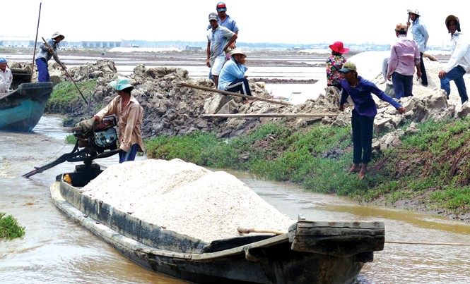 Mất mùa, diêm dân Bạc Liêu trúng giá Người trữ muối kiếm lời khi giá muối lên cao