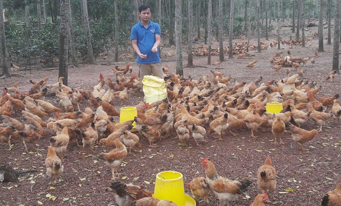 Thanh niên khai đồi làm giàu từ gà sạch Trần Hữu Đức với đàn gà thả vườn.