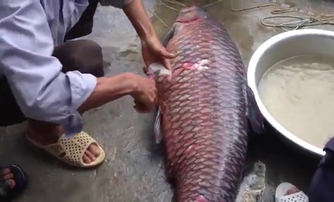 Suýt chết vì mật cá trắm Nhiều người ảo tưởng về công dụng của mật cá trắm. Ảnh: Hồng Vĩnh