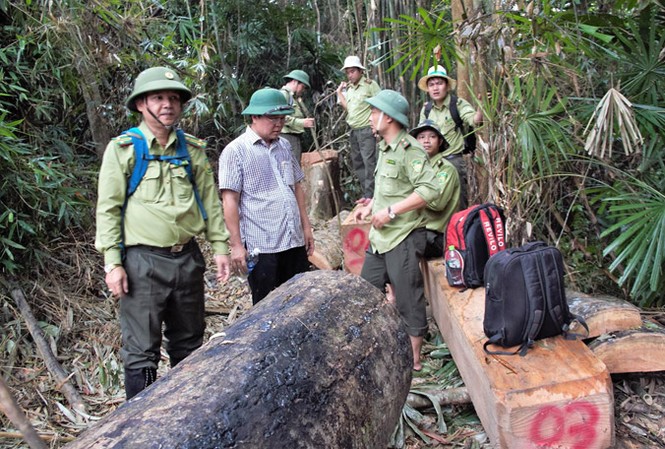 Phó Chủ tịch tỉnh Quảng Nam: “Thấy rừng bị phá như máu mình đổ xuống” Ông Lê Trí Thanh (áo cộc tay) xót xa chứng kiến cảnh rừng bị xẻ thịt.