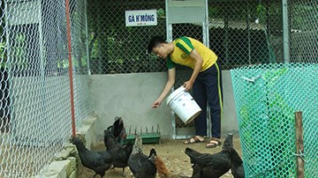 Khởi nghiệp - Hãy 'điên rồ một chút' Sinh viên kinh tế Nguyễn Thanh Bình về quê (Yên Bái) khởi nghiệp với trang trại gà đen. Ảnh: T.D.