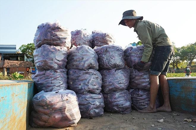 Nông dân huyện Phú Thiện đang phải bán lẻ từng cân khoai lang