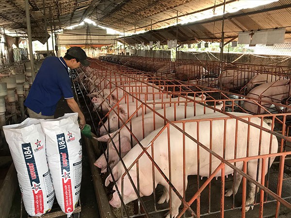 Thủ phủ heo Đồng Nai: Nơm nớp lo dịch tràn về Thủ phủ heo Đồng Nai như “ngồi trên đống lửa” trước dịch tả heo châu Phi