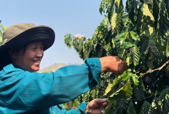 Đăk Hà 'đổi đời' nhờ cà phê, dược liệu Nhờ vay vốn NHCS, gia đình chị Y Chính xã Đăk Ui huyện Đăk Hà đã thoát nghèo cùng cây cà phê. Ảnh: KH