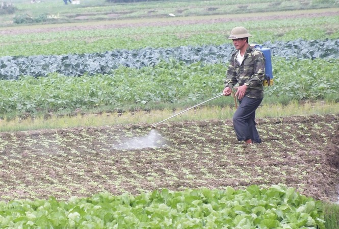 Chất diệt cỏ có thể gây ung thư: Xử lý 5 triệu lít thành phẩm ra sao? Chất diệt cỏ có thể gây ung thư: Xử lý 5 triệu lít thành phẩm ra sao?
