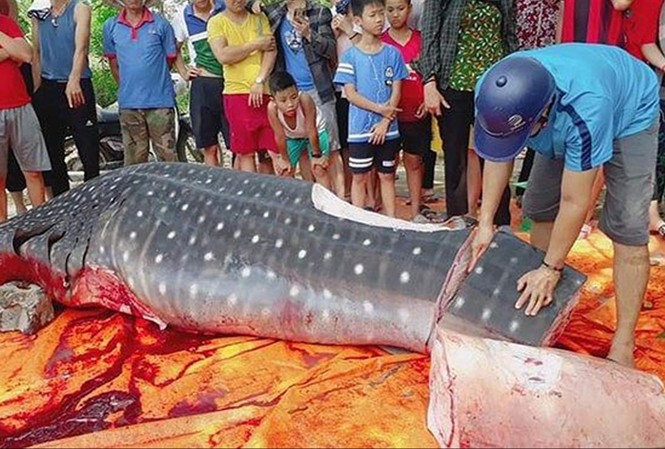 Thanh Hóa: Cá 'khủng' bị cắt khúc là cá nhám voi? Thanh Hóa: Cá 'khủng' bị cắt khúc là cá nhám voi?