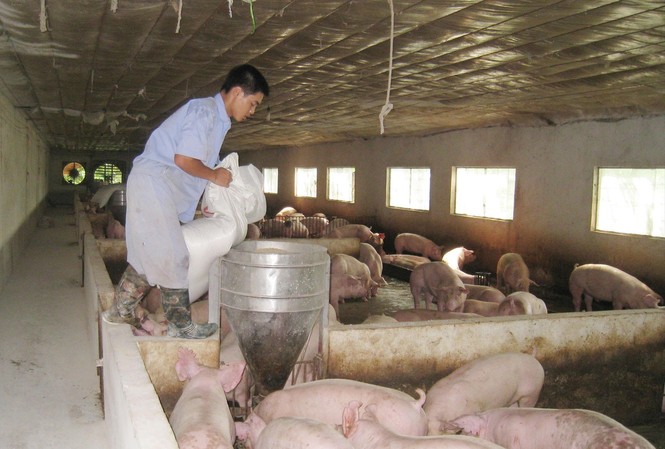Ngăn xuất tiểu ngạch lợn qua Trung Quốc Bộ NN&PTNT yêu cầu kiểm soát xuất khẩu lợn tiểu ngạch nhằm tránh hệ lụy. Ảnh: Bình Phương