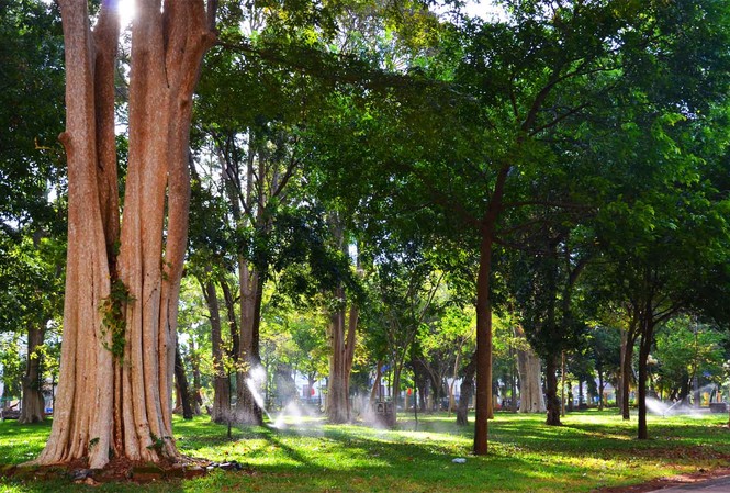 Đón ban mai cùng đại ngàn giữa phố Nắng sớm mát rượi xuyên qua tán cây của đại ngàn giữa phố