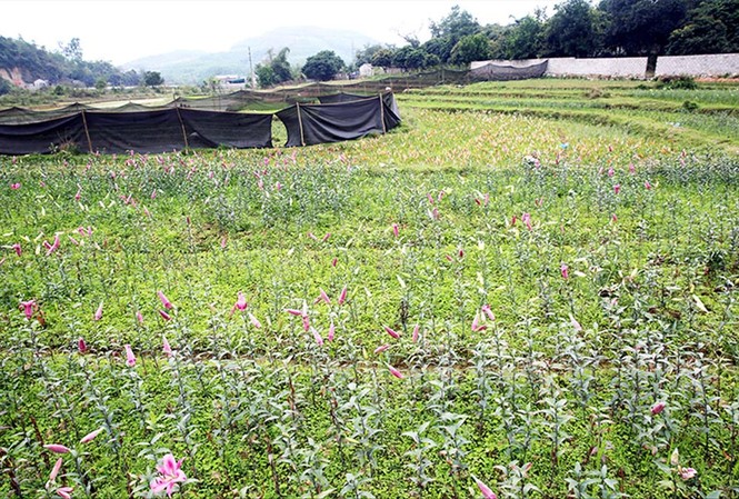 Hoành Bồ, Quảng Ninh: Thất thoát tiền tỷ, hàng loạt cán bộ bị kỷ luật Người dân ồ ạt trồng hoa ly vào mốc giới đường cao tốc để trục lợi tiền đền bù