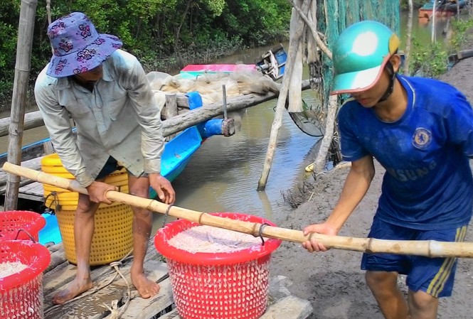 Ruốc được mùa, giá rớt thảm Vận chuyển ruốc lên bờ sau chuyến biển