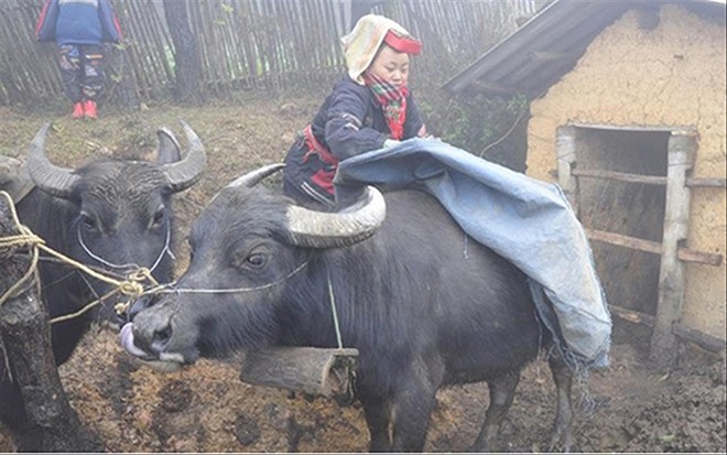 Lạnh giá ở Lạng Sơn: Lo dân thiếu đói, gia súc dịch bệnh Người Dao phòng chống rét cho đàn trâu. Ảnh: TL