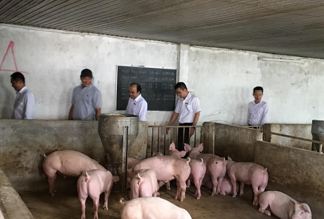 Ổn định nguồn thịt lợn sau “cơn lốc” dịch tả Chống chọi với dịch tả,người chăn nuôi tại Ðồng Nai chờ giải pháp tiêu thụ thịt lợn