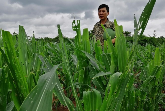 Sâu keo phá tơi tả hàng nghìn ha hoa màu: Ai sẽ cứu dân? Sâu keo mùa thu tàn phá 1 ha ngô chỉ trong vài ngày