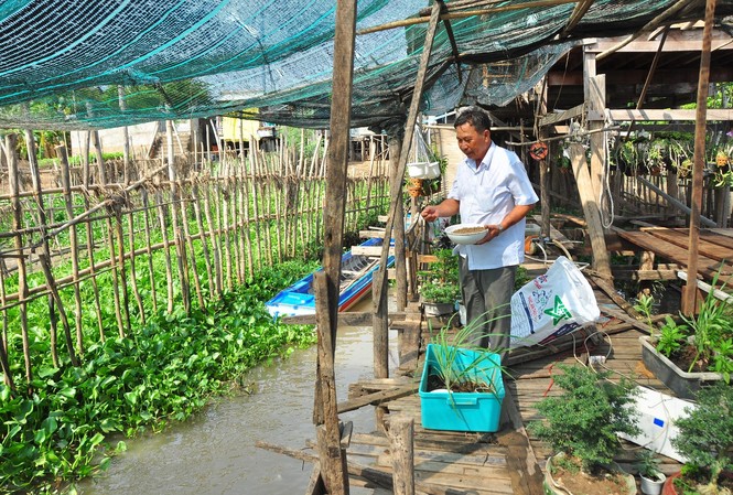 Trăn trở của lão nông 'dụ' cá trên sông Ông Năm Cường cho cá ăn
